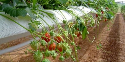 Vertikalni ležaj za jagode iz cijevi